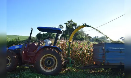Silagem utiliza 35% da safra de milho