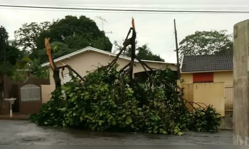 Chuva forte derruba mais de 10 árvores e alaga ruas em Arapongas