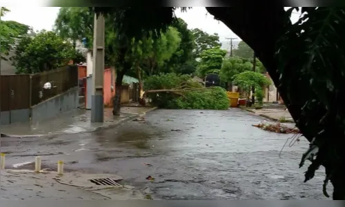 
							Chuva forte derruba mais de 10 árvores e alaga ruas em Arapongas
						
						
