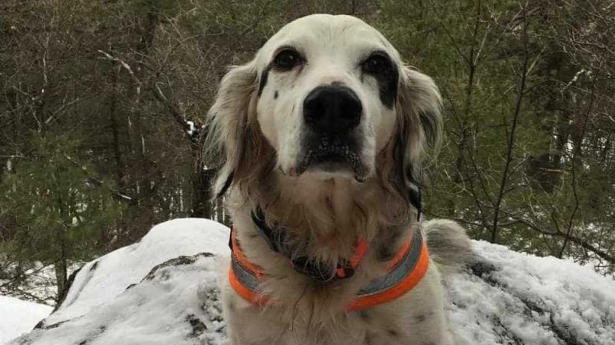 Cachorro morreu após lutar com urso e salvar os donos Foto: Reprodução/Instagram