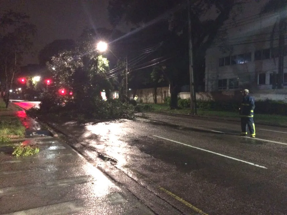 Árvore cai sobre carro em Curitiba e trânsito fica bloqueado - Foto:  Daniela Sevieri/Banda B