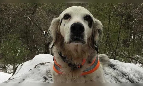 Cachorro morre após lutar com urso e salvar os donos