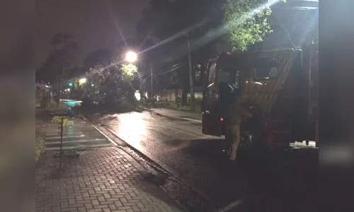 Chuva e vento derrubam árvores em Apucarana