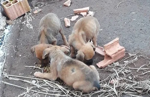 ​Casal resgatou 6 cães filhotes e agora procura voluntários para adotá-los​ - Foto - Guilherme Bobig