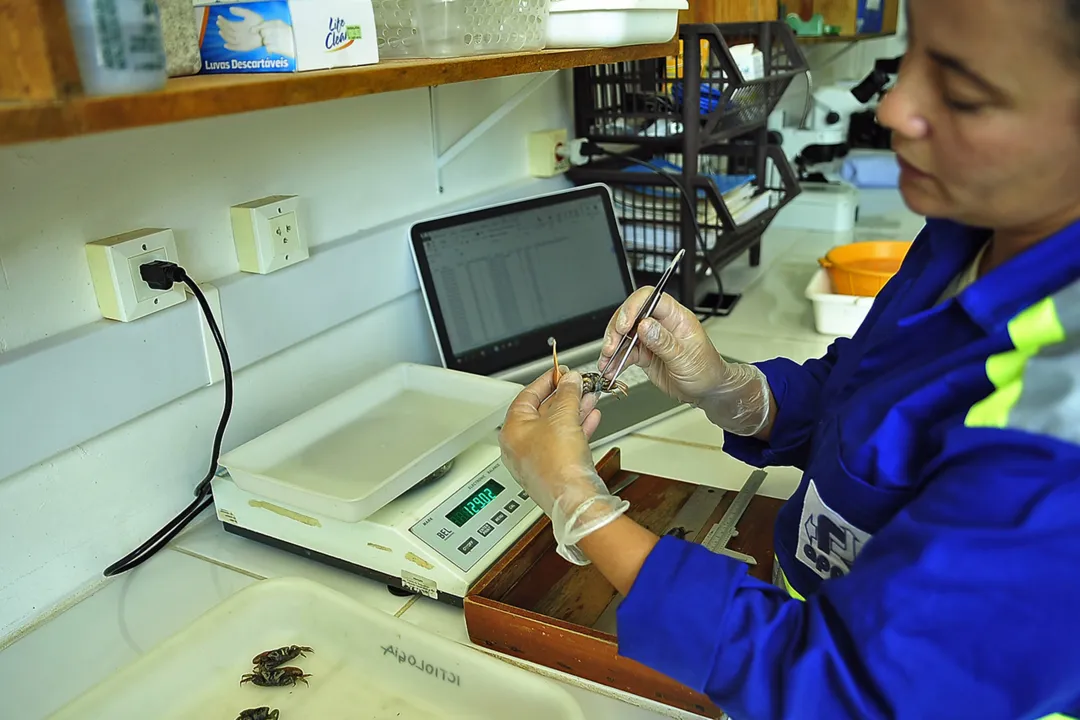 Appa monitora mais de 20 espécies de siris e caranguejos