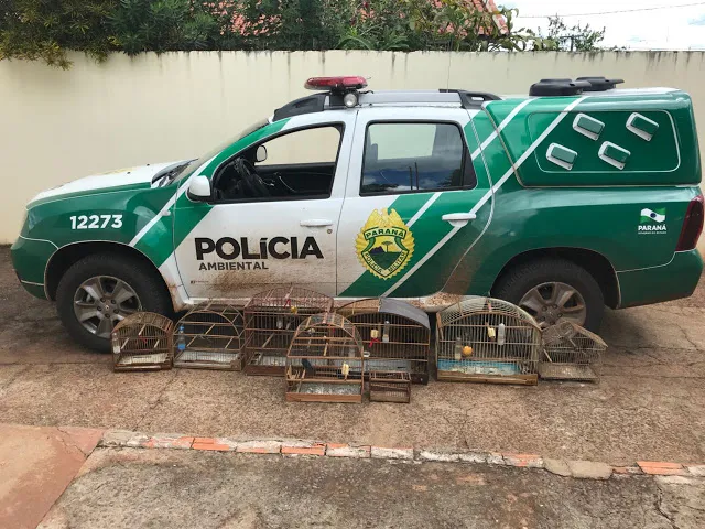 Polícia Ambiental resgatou oito aves silvestres em cativeiro. Foto: Divulgação/Polícia Ambiental