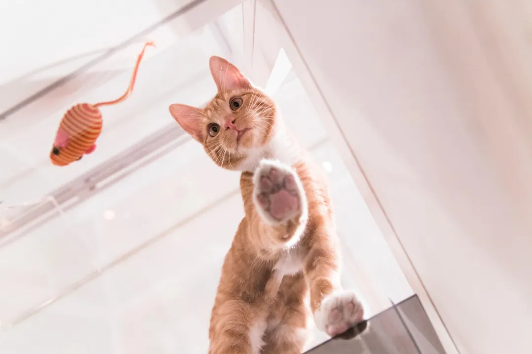 Nova York expõe gatos para adoção em 'telhado de vidro' (Foto: Loren Wohl for Fresh Step/AP Images)