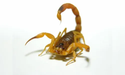 Criança é picada por escorpião no banheiro de UBS 