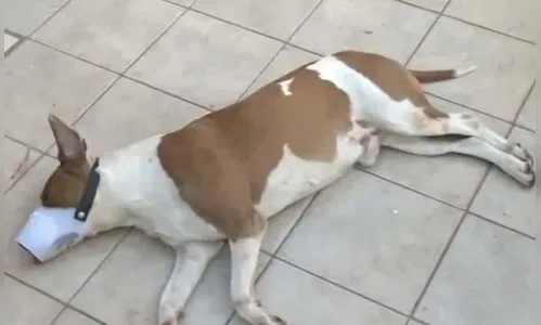 Dona de Pit Bull gravemente ferida após ser atacada pelo cão permanece hospitalizada