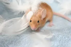 Pela primeira vez cientista reduzem o tumor de um rato usando nanorrobôs - imagem ilustrativa - Pixabay
