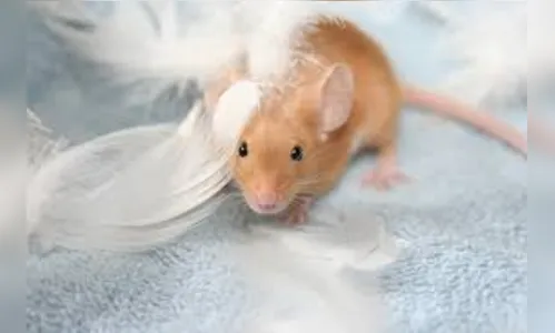 Pela primeira vez cientistas reduzem o tumor de um rato usando nanorrobôs