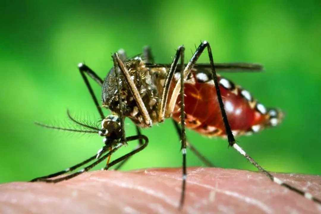 O mosquito da dengue também é conhecido como pernilongo rajado -Foto: James Gathany/ Creative Commons