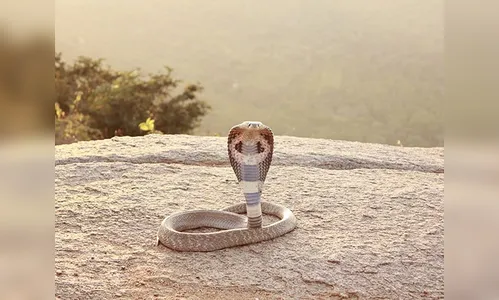 Rapaz mostra ousadia ao beijar cobra mais venenosa do mundo; veja vídeo