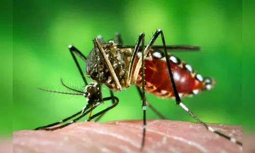 Saúde alerta para cuidados com a dengue no final do verão