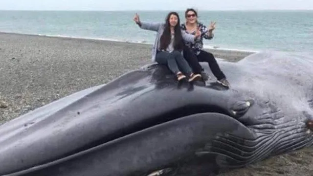 Turistas sobem em baleia azul morta no Estreito de Magalhães - Foto: Reprodução/Twitter(Rodrigo Saavedra - @rodrigo_sm)