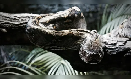 Veja lugar onde moravam mais de 200 serpentes
