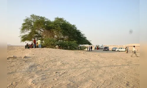 Árvore da Vida resiste há 400 anos no meio do deserto