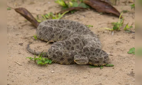 Ex-vereador permanece internado em UTI após ser picado por cobra venenosa