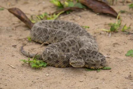 Cobra jararaca (Bothrops jararaca). Foto: FCG / Shutterstock.com/InfoEscola