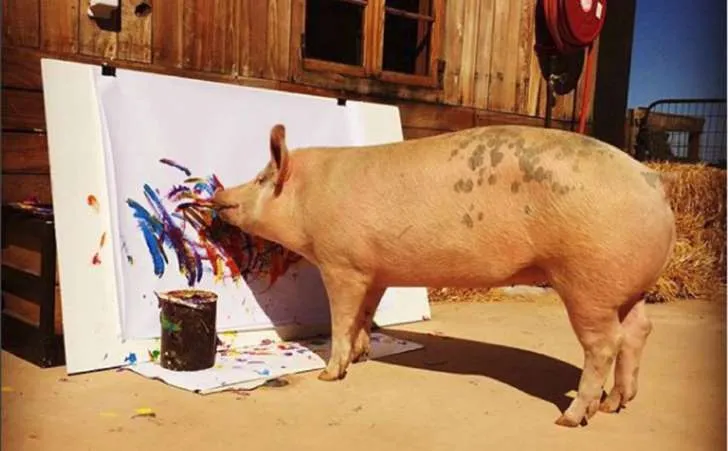 © Instagram A porca 'Pigcasso' pinta um quadro no refúgio onde vive na Cidade do Cabo (África do Sul )