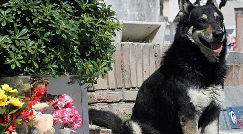 Morre cachorro que cuidou do túmulo do seu dono por mais de 10 anos - Foto: La Voz