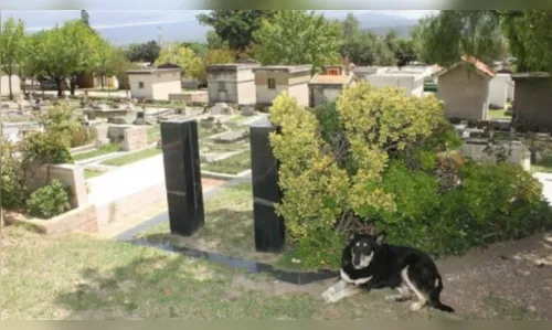 
							Morre cachorro que cuidou do túmulo do seu dono por mais de 10 anos; veja vídeo
						
						