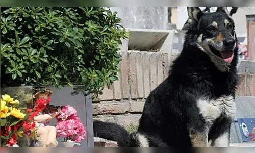 Morre cachorro que cuidou do túmulo do seu dono por mais de 10 anos; veja vídeo