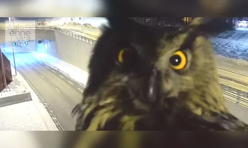 Coruja faz 'photobomb' em câmera de trânsito na Finlândia; veja o vídeo