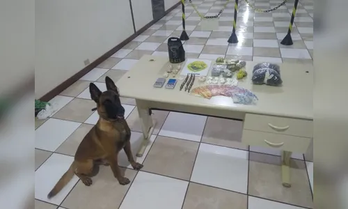 Cão farejador encontra 800 gramas de drogas escondidos em TV 