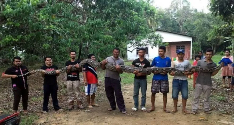 Cobra gigante é localizada em poço por garoto de 15 anos - Foto - Channel NewsAsia