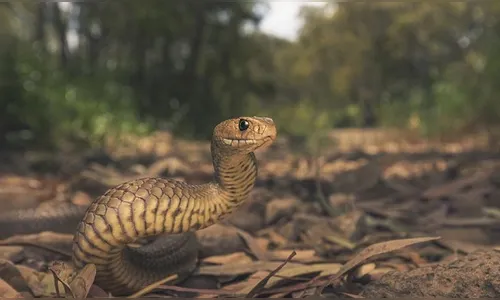 Cobra mais venenosa do mundo é achada dentro de lancheira de criança