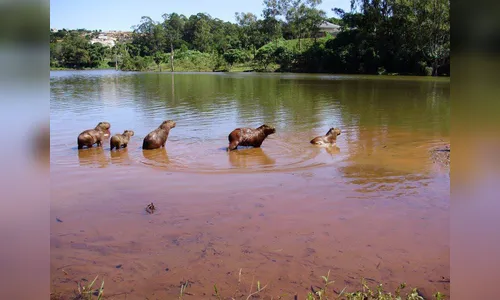 Filhote de capivara invade casa, pula em cama e assusta moradores 