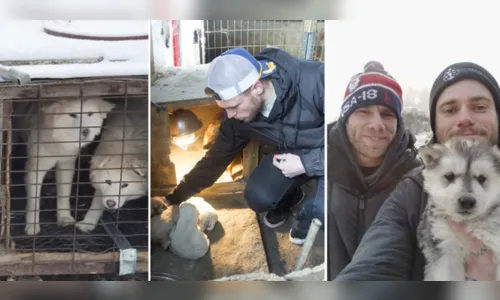 Esquiador e namorado resgatam 90 cães que estavam em fazenda de abate na Coréia do Sul