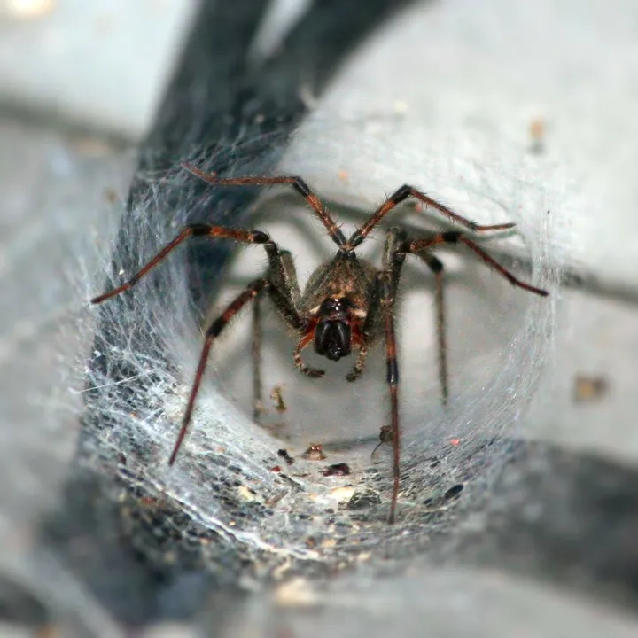 Vídeo mostra a maior aranha venenosa já encontrada na Austrália - Foto: Pixabay