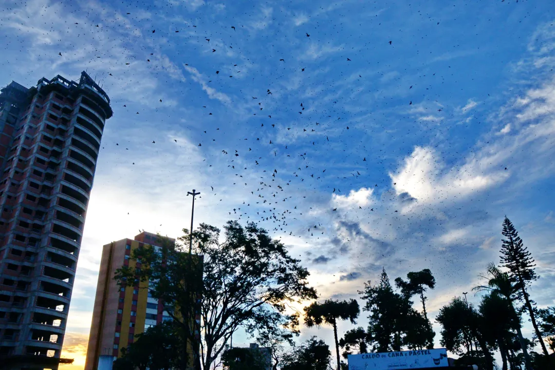 Tanto os pássaros quanto o mau cheiro na região continuam, irritando quem passa ou trabalha naquela região. Foto: Sérgio Rodrigo
