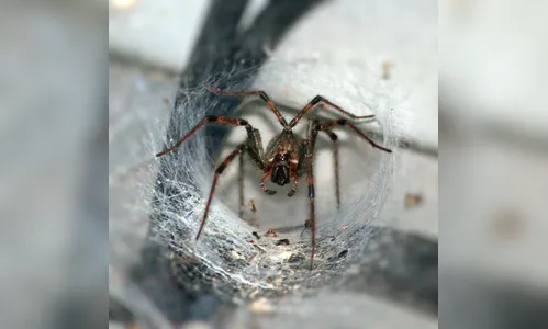 Vídeo mostra a maior aranha venenosa já encontrada na Austrália