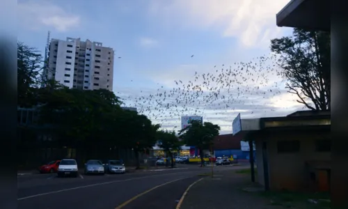 
							Poda de árvores não surte efeito e andorinhas voltam a causar polêmica
						
						