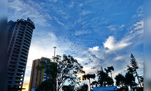 Poda de árvores não surte efeito e andorinhas voltam a causar polêmica