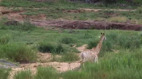 Luta entre girafa e crocodilo tem final dramático - Imagem: Reprodução/Youtube