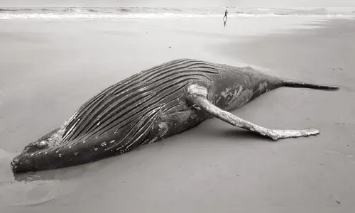 Baleia jubarte de sete metros é encontrada morta na orla de Matinhos