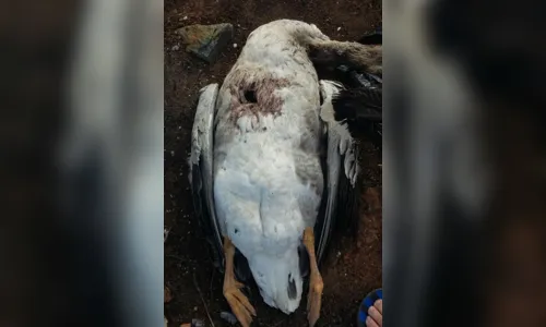 
							Sessenta aves têm coração arrancado em galinheiro no Paraná
						
						