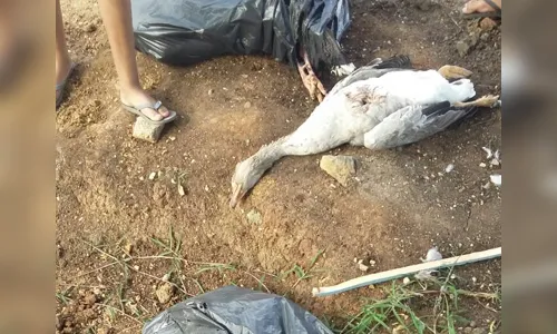 Sessenta aves têm coração arrancado em galinheiro no Paraná