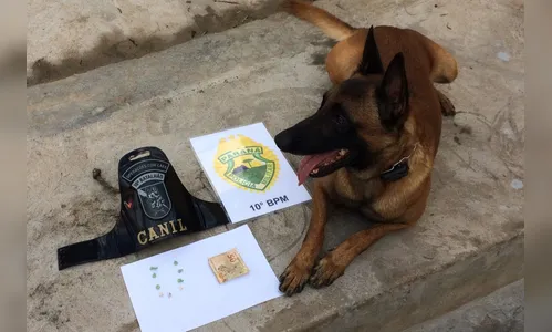 PM apreende mais crack em Apucarana com ajuda de cão farejador