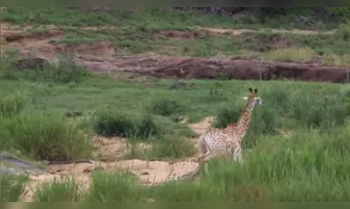 Luta entre girafa e crocodilo tem final dramático; veja vídeo