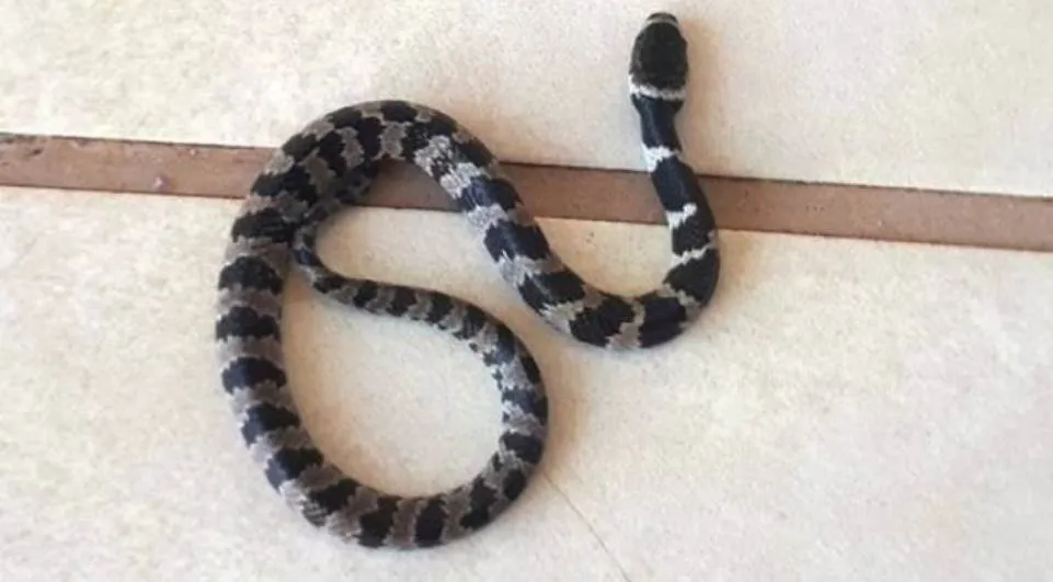 Criança de dois anos acha cobra venenosa na varanda de casa - Foto: Reprodução Facebook