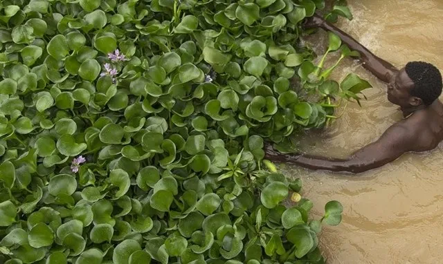 Conheça a planta brasileira que está `matando` o maior lago da Etiópia - MEGACURIOSO