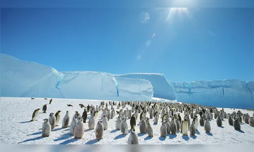 Cientistas descobrem 'megacidade' de pinguins com 1,5 milhões de 'habitantes' na Antártida