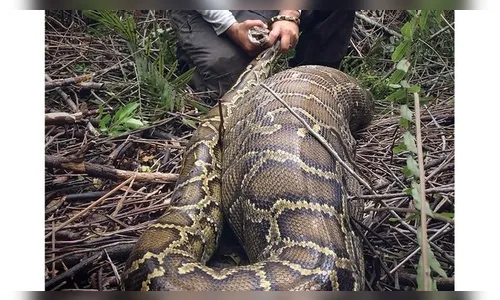 Cobra gigante devora animal com peso superior ao dela