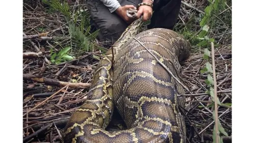 Píton asfixiou encantador de cobras indiano durante apresentação ao vivo, veja o vídeo - imagem ilustrativa - Foto: Reprodução/Twitter