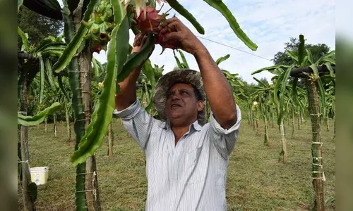   Pitaya vira alternativa de renda na região